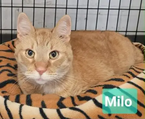 Milo