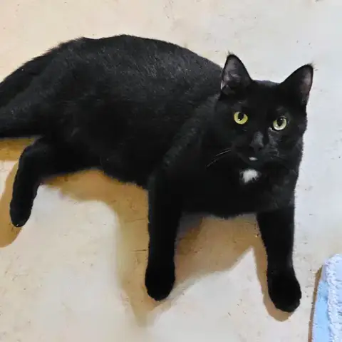Jackson