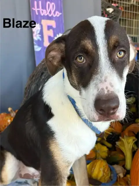 Blaze photo 3