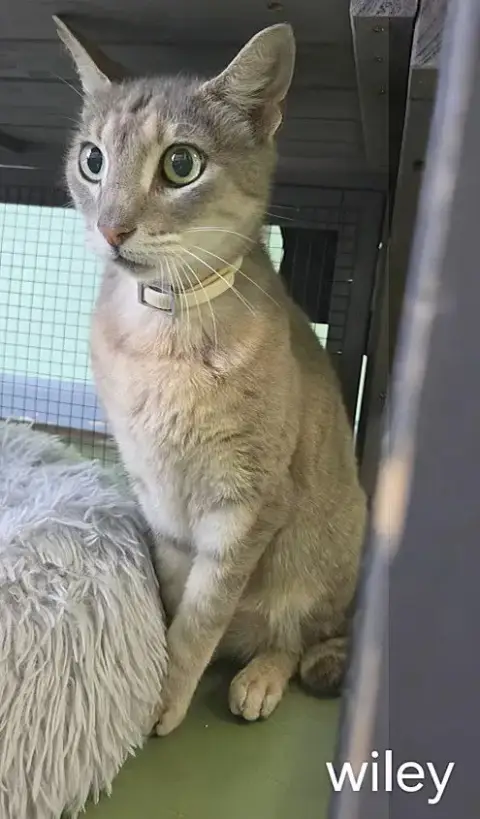 Wiley