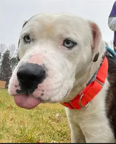 Duke