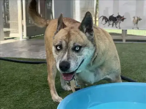 Nanook