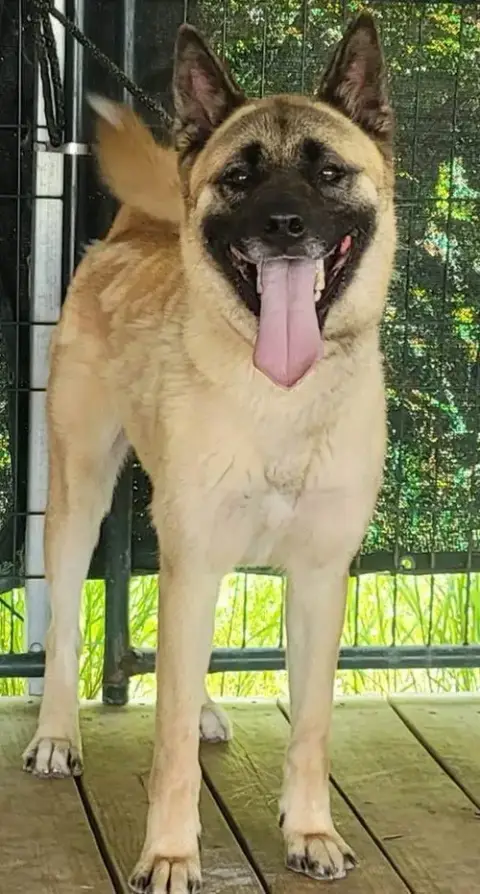 Lexi