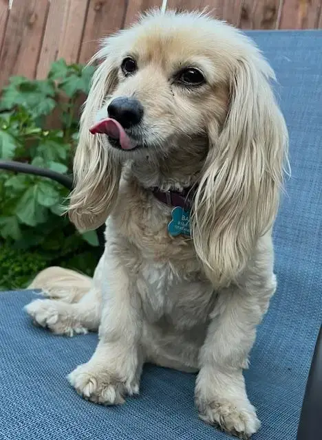 Bailey