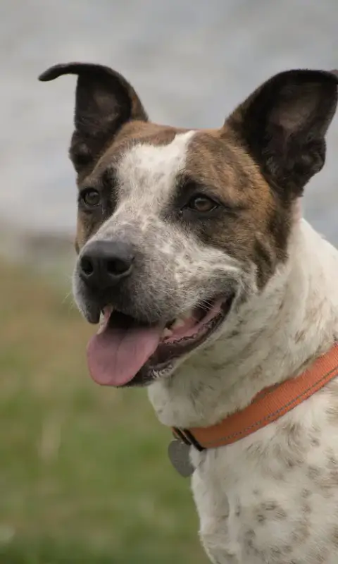 Stix  Sponsored Adoption Fee photo 2