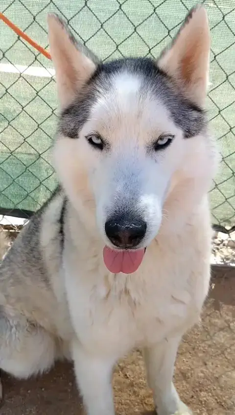 Lobo - photo 2