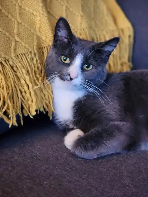 Finnegan
