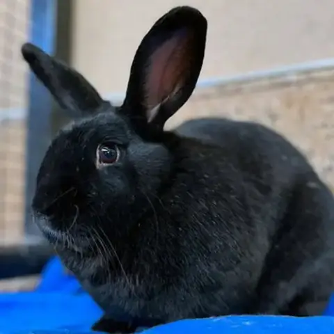 Paul Bunnyon