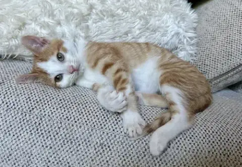 Orange Kitties
