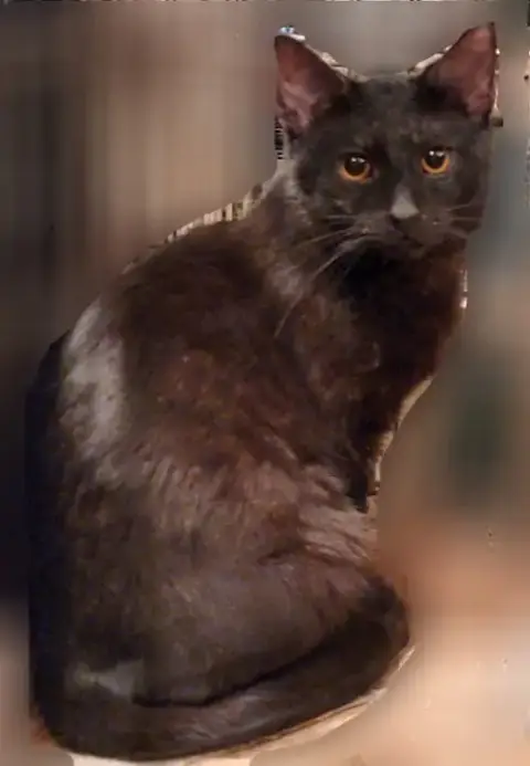 Crowfeather photo 3