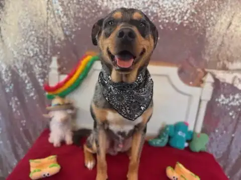 Handsome