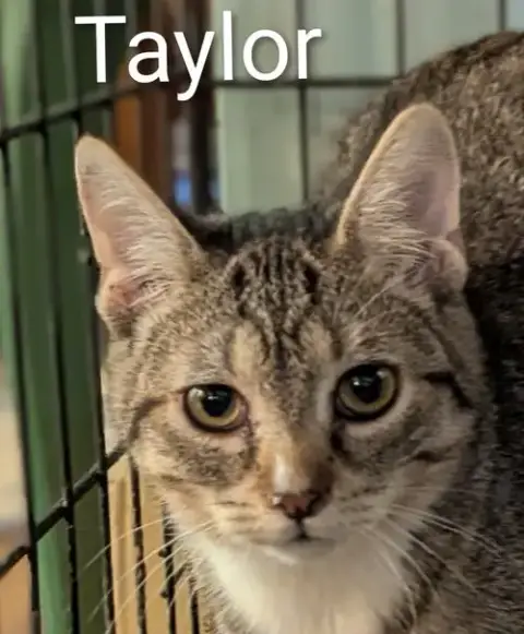 Taylor photo 2