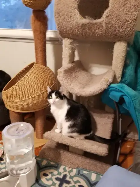 Felix And Webster