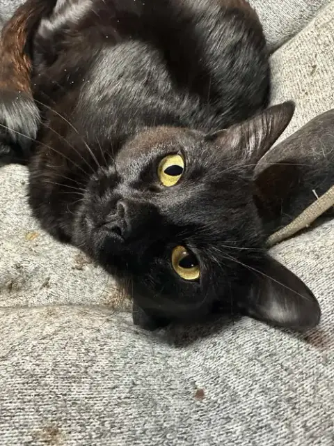 Kosmo
