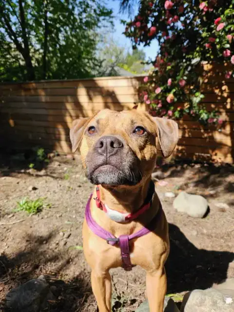Josie photo 2