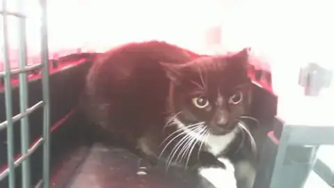 Sylvester