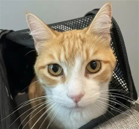Ginger