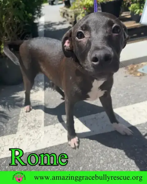 Rome photo 5