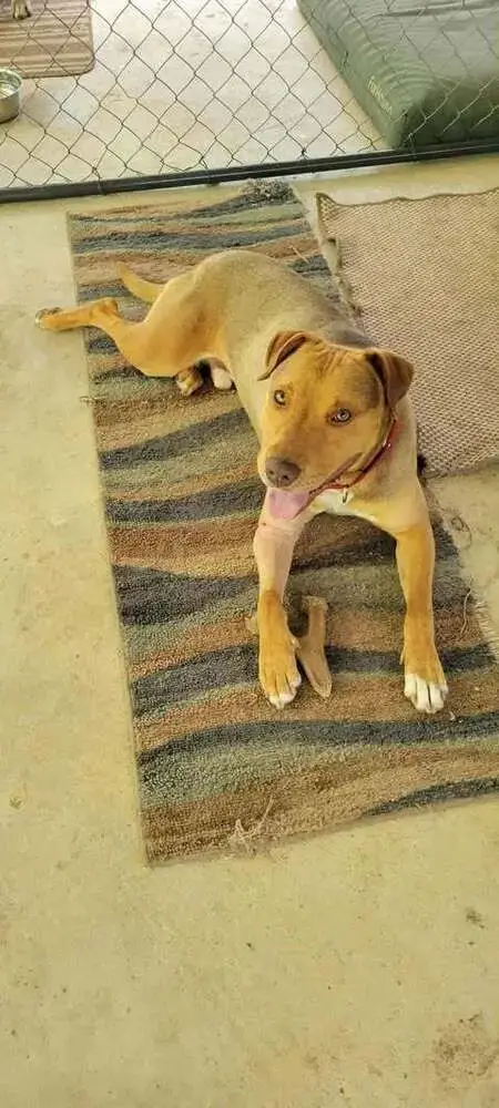 Samson