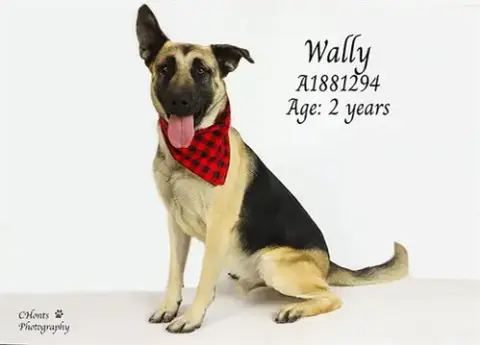 Wally