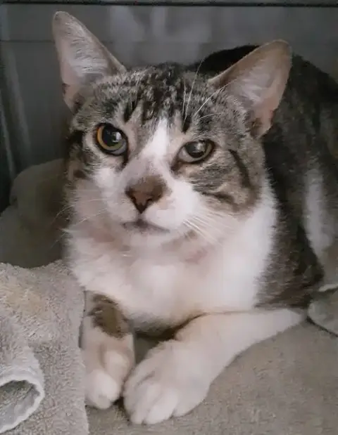 Louie photo 4