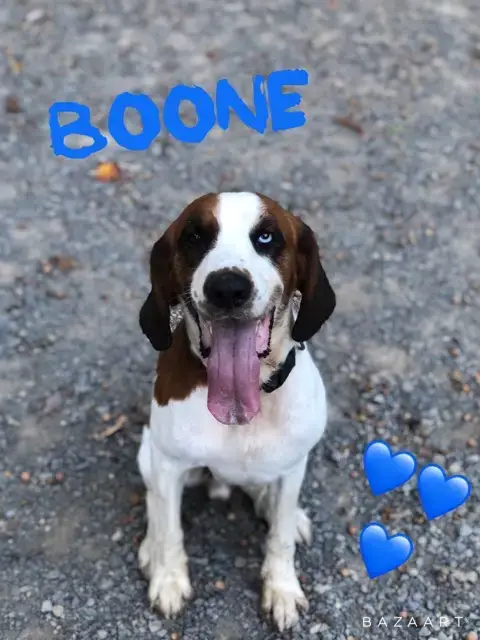 Boone photo 4