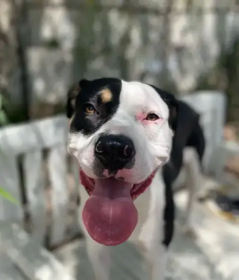 Rex