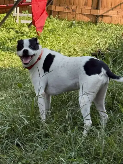Piper photo 2