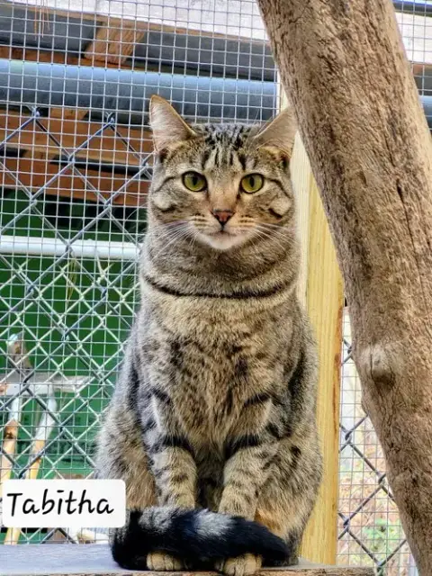 Tabitha