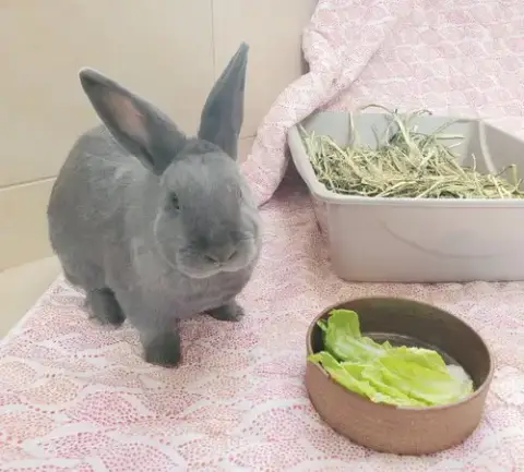 Dawn photo 3