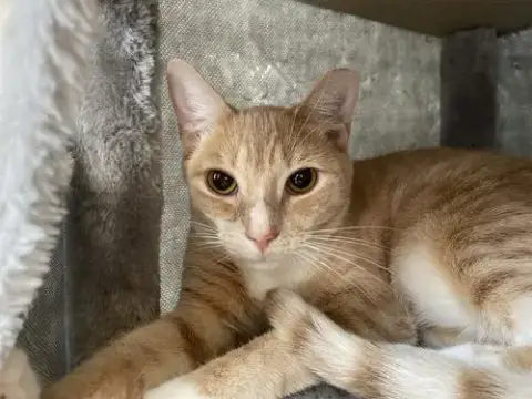 Garfield photo 4