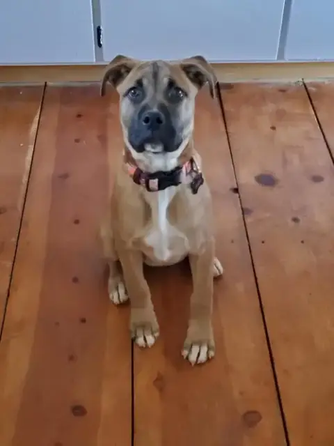 Nala