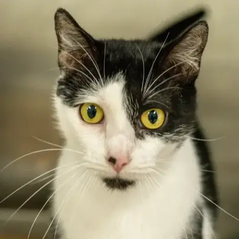 Dottie