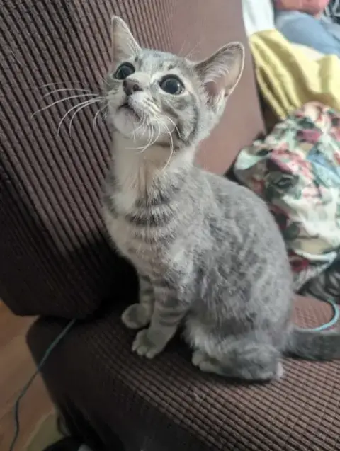 Nickel photo 2