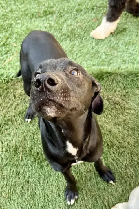 Mowgli