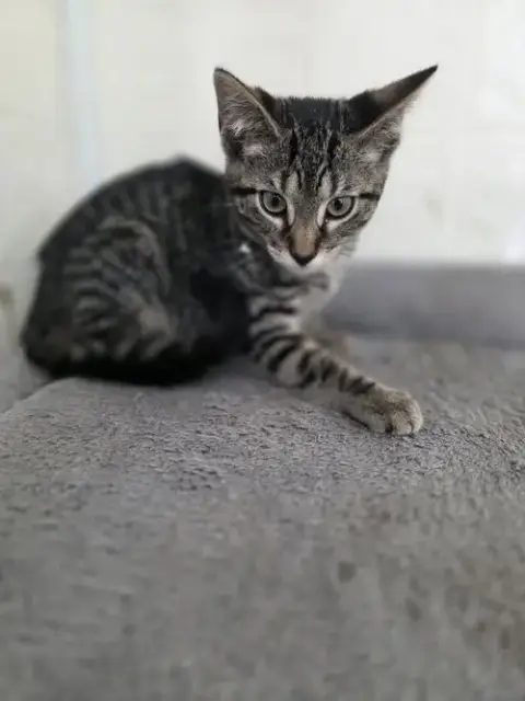 Season Kitties photo 3