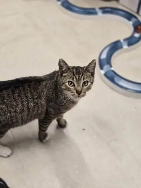 Kovu photo 4