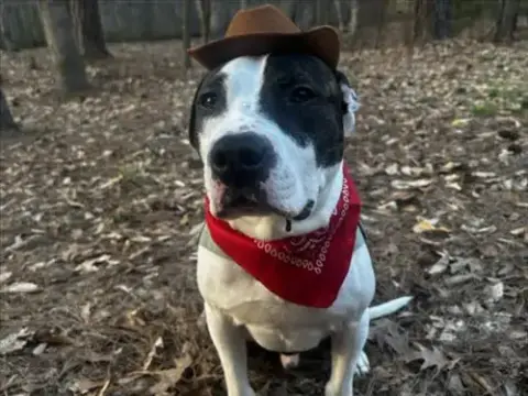 Benny Boy