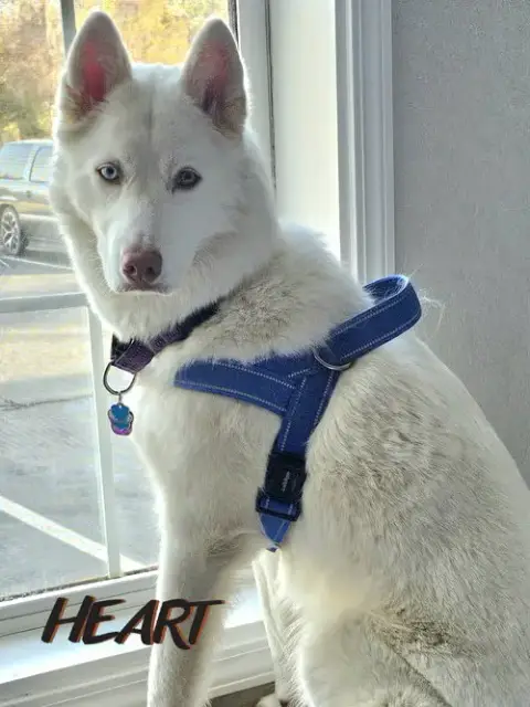 Asta photo 3