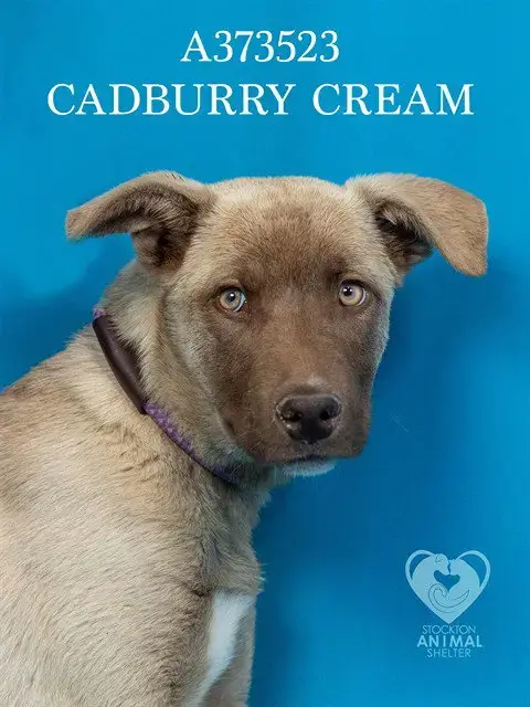 Cadburry Creme