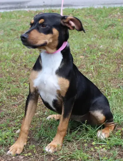 Daisy 43464