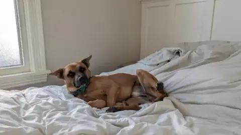 Ollie photo 2