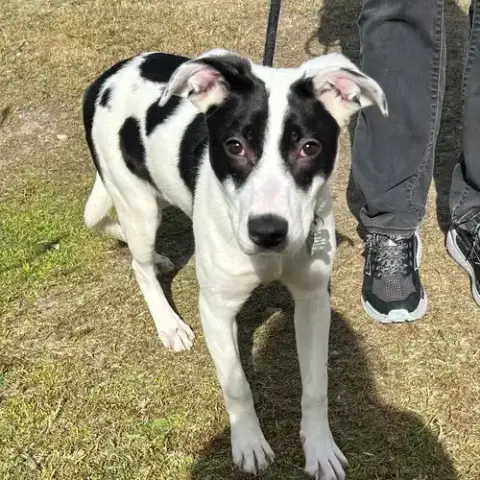 Trix