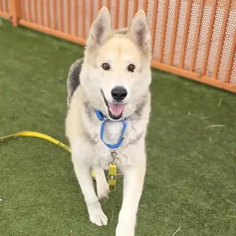 Aldo