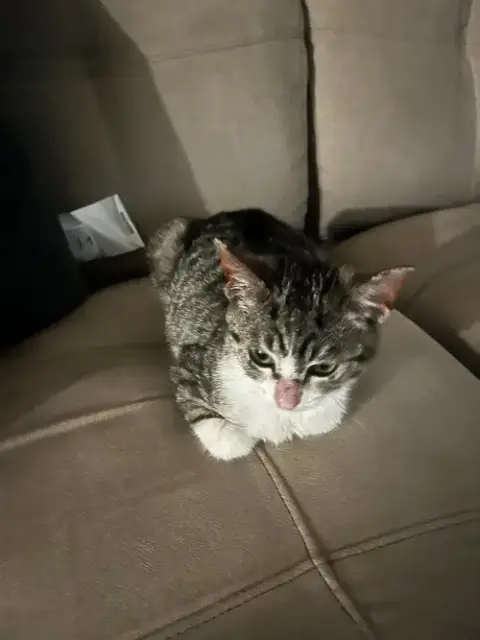 Bug