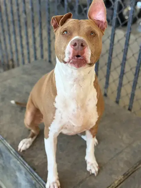 Sienna