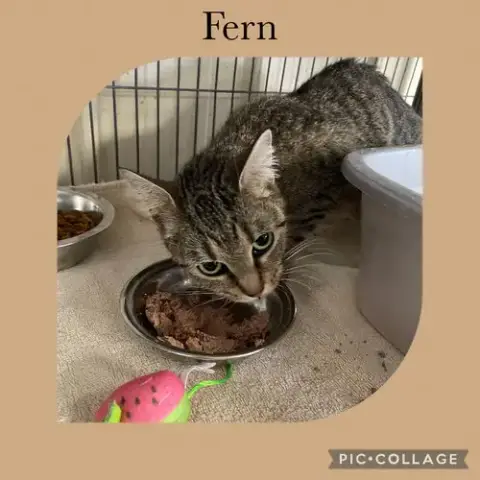 Fern