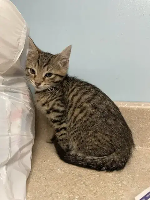 Kai