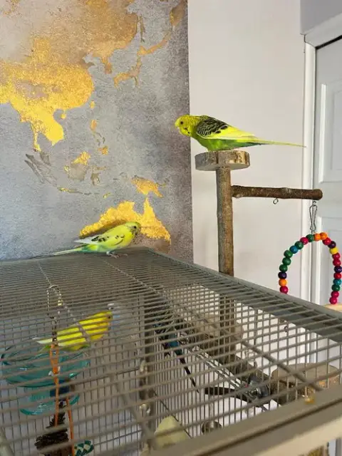 Rita Coco Bleu Kiwi photo 4