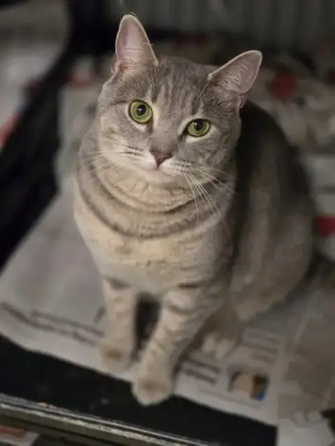 Pearla